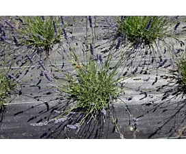 Todo - Redes y Lonas Malla antihierbas + Estacas - 2m x 25m - 100g/m2 - Rollo - Negro